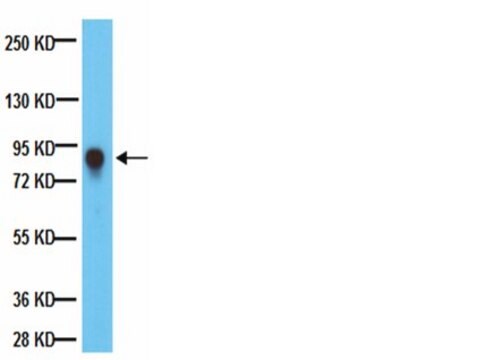 Anti-PTP-PEST Antibody, clone AG25 ascites fluid, clone AG25, from mouse