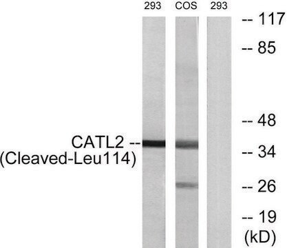 Anti-CATL2 (Cleaved-Leu114) antibody produced in rabbit affinity isolated antibody