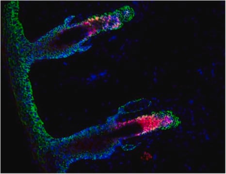 Anti-LHX2 Antibody serum, from rabbit