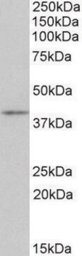 Anti-Cd28 antibody produced in goat affinity isolated antibody, buffered aqueous solution