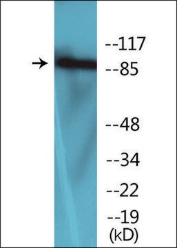 Anti-phospho-FGFR1 (pTyr654) antibody produced in rabbit affinity isolated antibody