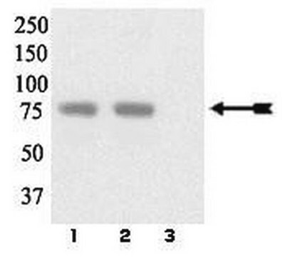 Anti-phospho-LIMK 1/2 (Tyr507/Thr508) Antibody Upstate&#174;, from rabbit