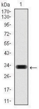 Monoclonal Anti-HAS3 antibody produced in mouse clone 3C9, purified immunoglobulin, buffered aqueous solution