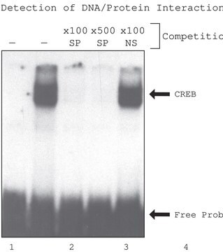 CelLytic&#8482; P Cell Lysis Reagent