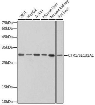 Anti-CTR1/SLC31A1 Antibody, clone 4C10C5, Rabbit Monoclonal