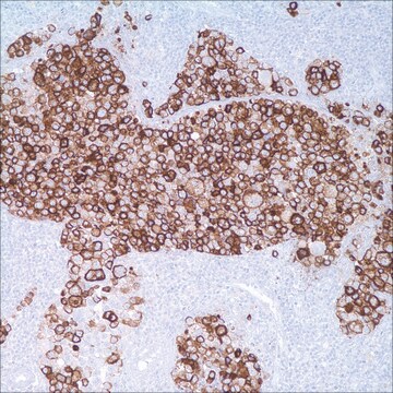 HMB-45 (HMB-45) Mouse Monoclonal Antibody