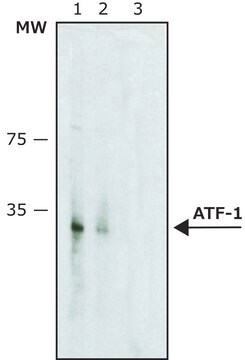 Anti-ATF-1 antibody produced in rabbit affinity isolated antibody, buffered aqueous solution