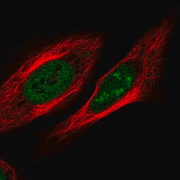 Anti-ZNF554 antibody produced in rabbit Prestige Antibodies&#174; Powered by Atlas Antibodies, affinity isolated antibody