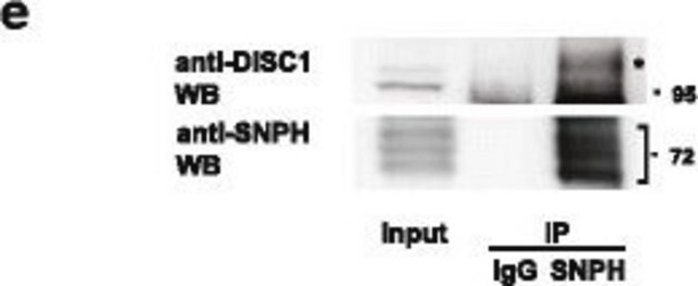 Anti-DISC1 Antibody from rabbit, purified by affinity chromatography