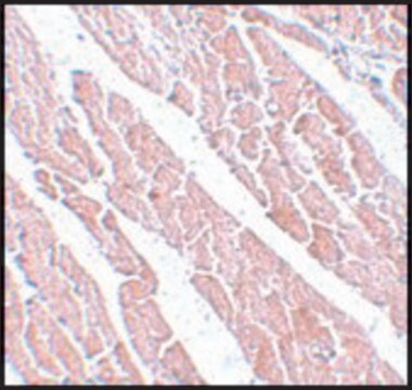 Anti-TMEM184C antibody produced in rabbit affinity isolated antibody, buffered aqueous solution