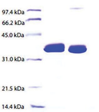 Apolipoprotein E from human plasma &#8805;95% (SDS-PAGE)