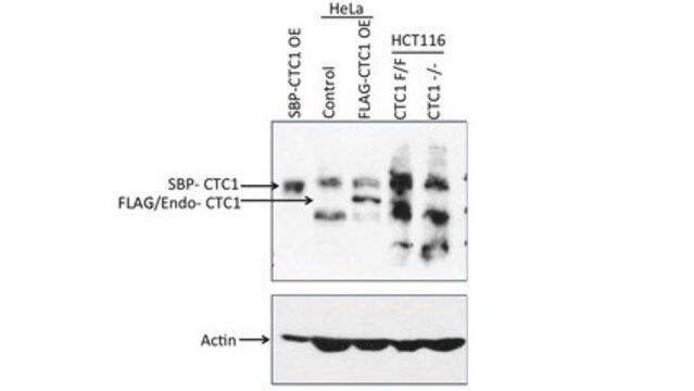 Anti-CST complex subunit CTC1 Antibody, clone C482 clone C482, from mouse