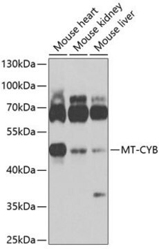 Anti-MT-CYB antibody produced in rabbit