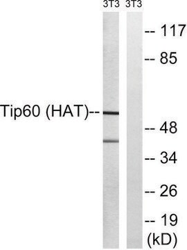 Anti-TIP60 antibody produced in rabbit affinity isolated antibody