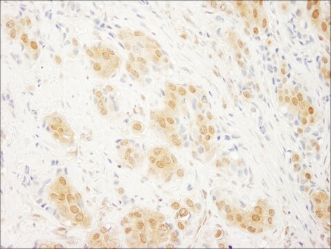 Rabbit anti-ERK2 Antibody, Affinity Purified Powered by Bethyl Laboratories, Inc.