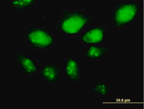 Anti-HSPA2 antibody produced in mouse purified immunoglobulin, buffered aqueous solution