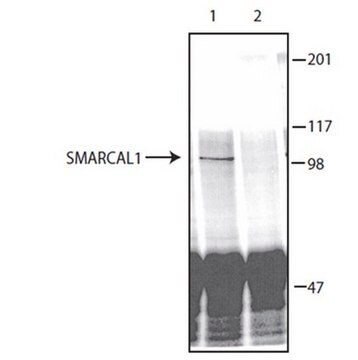 Anti-SMARCAL1 Antibody serum, from rabbit