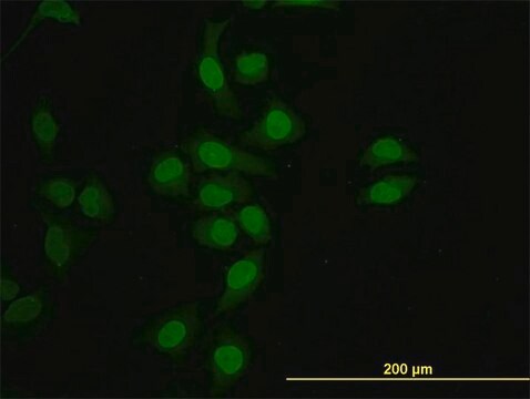 Monoclonal Anti-HNF4A antibody produced in mouse clone 1F12, purified immunoglobulin, buffered aqueous solution