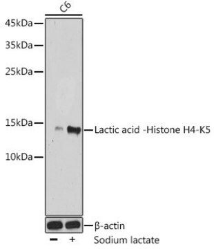 Anti-Lactic acid -Histone H4-K5 antibody produced in rabbit