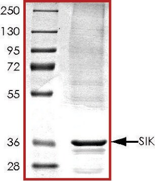 SIK (1-303), active, His tagged human PRECISIO&#174; Kinase, recombinant, expressed in baculovirus infected Sf9 cells, &#8805;70% (SDS-PAGE), buffered aqueous glycerol solution