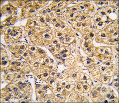 Anti-RND1 (C-term) antibody produced in rabbit saturated ammonium sulfate (SAS) precipitated, buffered aqueous solution