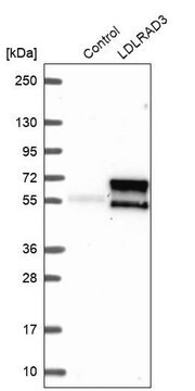 Anti-LDLRAD3 antibody produced in rabbit Prestige Antibodies&#174; Powered by Atlas Antibodies, affinity isolated antibody, buffered aqueous glycerol solution