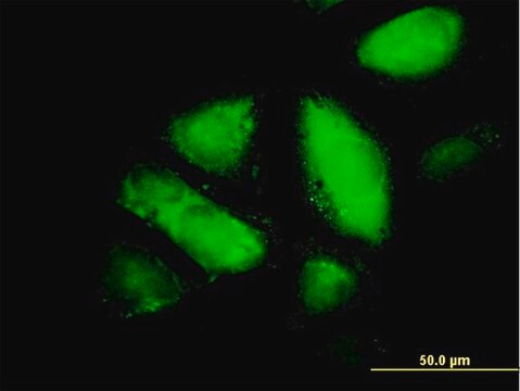 Monoclonal Anti-GSTZ1 antibody produced in mouse clone 1G12, purified immunoglobulin, buffered aqueous solution