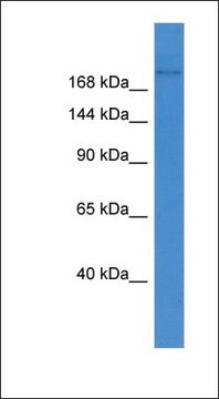 Anti-ABCA1 antibody produced in rabbit affinity isolated antibody