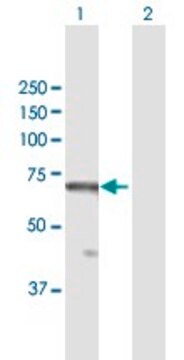 Anti-RBBP5 antibody produced in mouse purified immunoglobulin, buffered aqueous solution