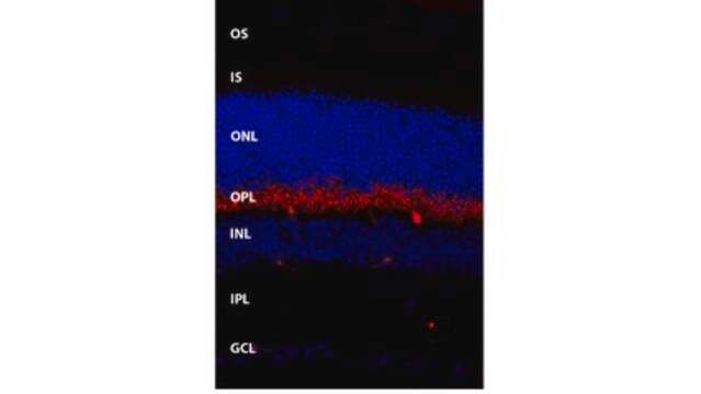 Anti-TMEM16B Antibody, clone 13B8 clone 13B8, from mouse