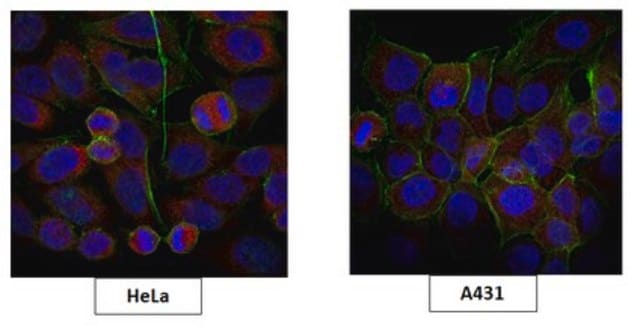 Anti-TICAM1 Antibody, clone 3D5.1 clone 3D5.1, from mouse