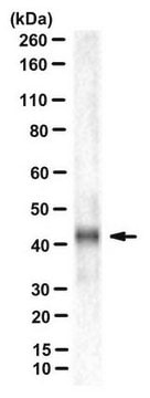 Anti-Connexin 43 Antibody, N-terminal Antibody, clone P1E11.B19 clone P1E11, from mouse