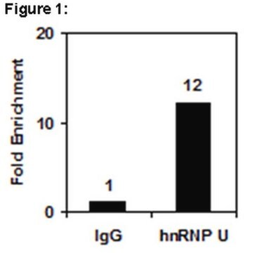 RIPAb+ hnRNP U - RIP Validated Antibody and Primer Set clone 3G6, from mouse