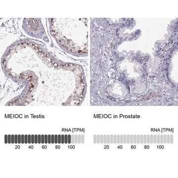 Anti-MEIOC antibody produced in rabbit Prestige Antibodies&#174; Powered by Atlas Antibodies, affinity isolated antibody, buffered aqueous glycerol solution, Ab2