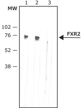 Anti-FXR2 antibody, Mouse monoclonal clone A42, purified from hybridoma cell culture