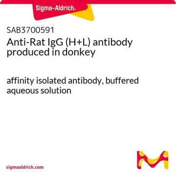 Anti-Rat IgG (H+L) antibody produced in donkey affinity isolated antibody, buffered aqueous solution