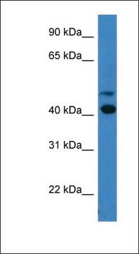 Anti-OPN1SW antibody produced in rabbit affinity isolated antibody