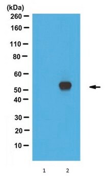 Anti-DAX-1, clone 2F4 Antibody ascites fluid, clone 2F4, from mouse