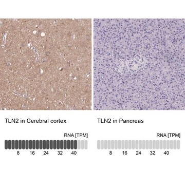 Anti-TLN2 Prestige Antibodies&#174; Powered by Atlas Antibodies, affinity isolated antibody