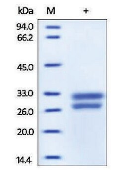 HMGB1/HMG1 human recombinant, expressed in HEK 293 cells, &#8805;95% (SDS-PAGE)