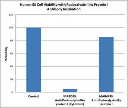 Anti-Podocalyxin-like protein I (Cytotoxic) Antibody, clone mAb 84 clone mab 84, from mouse