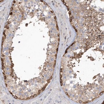 Anti-MAP7D3 antibody produced in rabbit Prestige Antibodies&#174; Powered by Atlas Antibodies, affinity isolated antibody, buffered aqueous glycerol solution