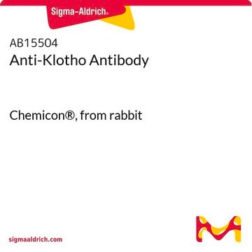 Anti-Klotho Antibody Chemicon&#174;, from rabbit