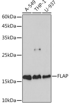 Anti-FLAP Antibody, clone 2S7Z0, Rabbit Monoclonal