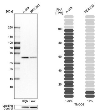 Anti-TMOD3 antibody produced in rabbit Prestige Antibodies&#174; Powered by Atlas Antibodies, affinity isolated antibody, buffered aqueous glycerol solution