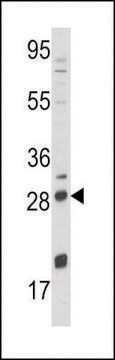 ANTI-NGFB (CENTER) antibody produced in rabbit purified immunoglobulin, buffered aqueous solution