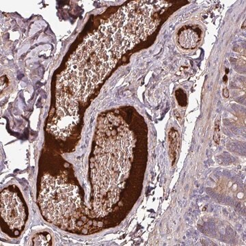 Anti-C4A antibody produced in rabbit Prestige Antibodies&#174; Powered by Atlas Antibodies, affinity isolated antibody, buffered aqueous glycerol solution