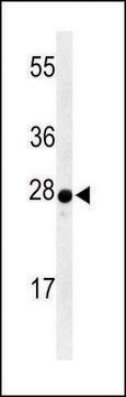 ANTI-AANAT (N-TERM) antibody produced in rabbit IgG fraction of antiserum, buffered aqueous solution