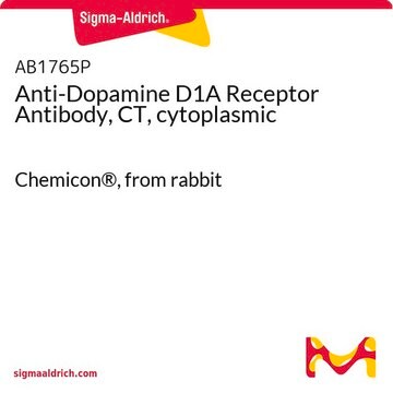 Anti-Dopamine D1A Receptor Antibody, CT, cytoplasmic Chemicon&#174;, from rabbit