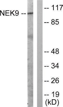 Anti-NEK9 antibody produced in rabbit affinity isolated antibody